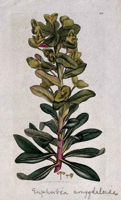 Wood spurge (Euphorbia amygdaloides): flowering stem and floral segments