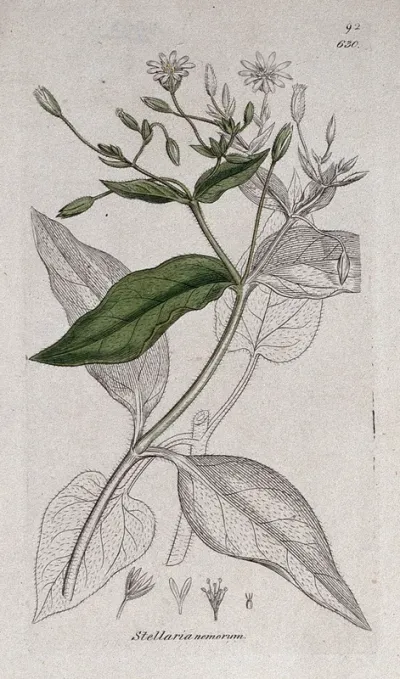 Wood stitchwort (Stellaria nemorum): flowering stem and floral segments