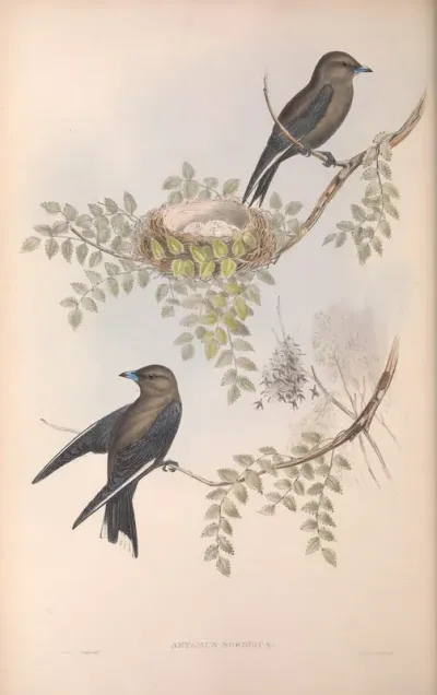 Wood Swallow