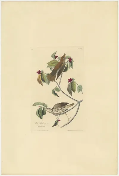 Wood Thrush