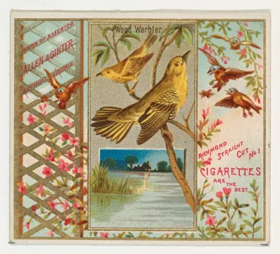 Wood Warbler, from the Birds of America series (N37) for Allen & Ginter Cigarettes