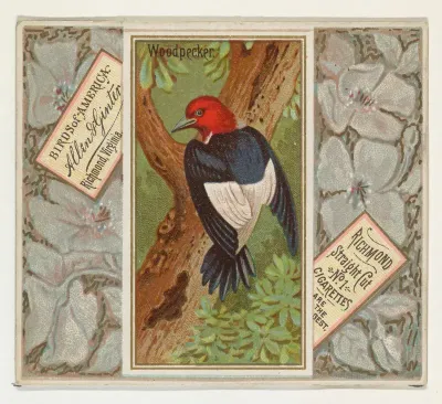 Woodpecker, from the Birds of America series (N37) for Allen & Ginter Cigarettes