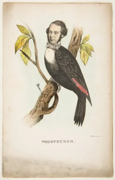Woodpecker (William B. Gihon), from "The Comic Natural History of the Human Race"