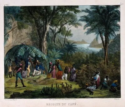 Workers harvesting the crop on a coffee plantation
