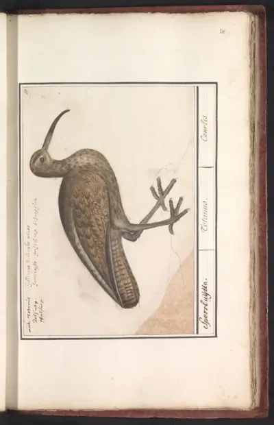 Wulp (Numenius arquata)