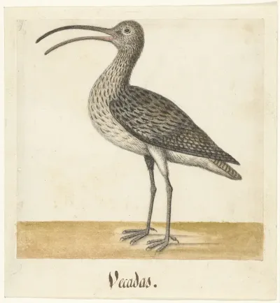 Wulp