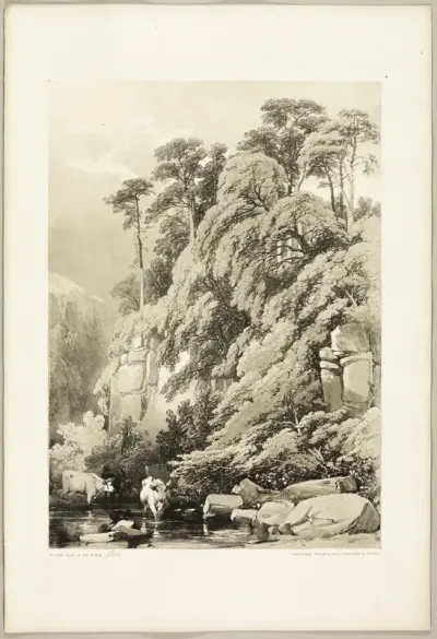 Wych Elm and Firs, from The Park and the Forest