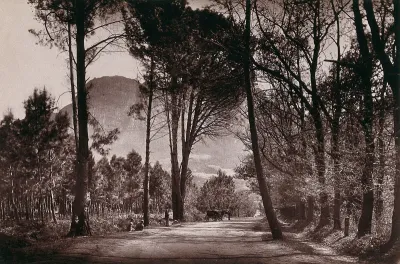 Wynberg, South Africa: an avenue, Little Paradise