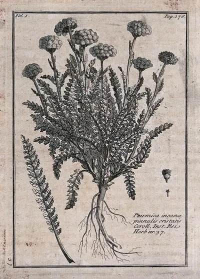 Yarrow (Achillea santolina): flowering plant with leaf and floral segments