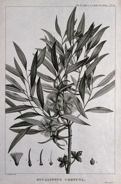 Yate (Eucalyptus cornuta Labill.): flowering and fruiting stem with floral segments