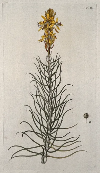 Yellow asphodel (Asphodeline lutea (L.) Reichb.): flowering stem with separate fruit and seed