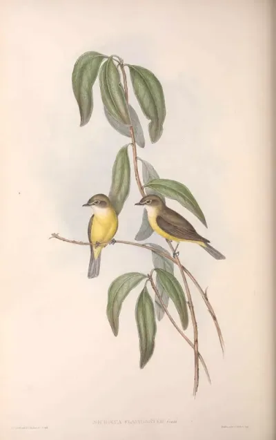 Yellow-bellied Micrœca