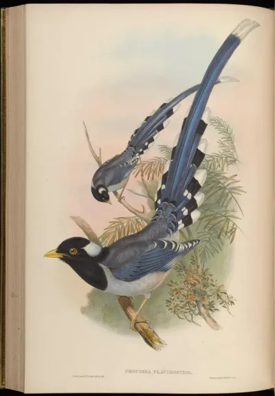 Yellow-billed Blue Pie