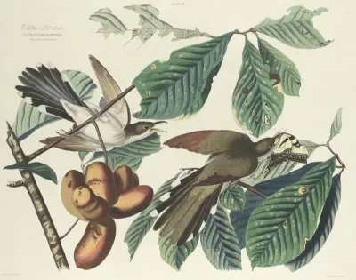 Yellow-billed Cuckoo