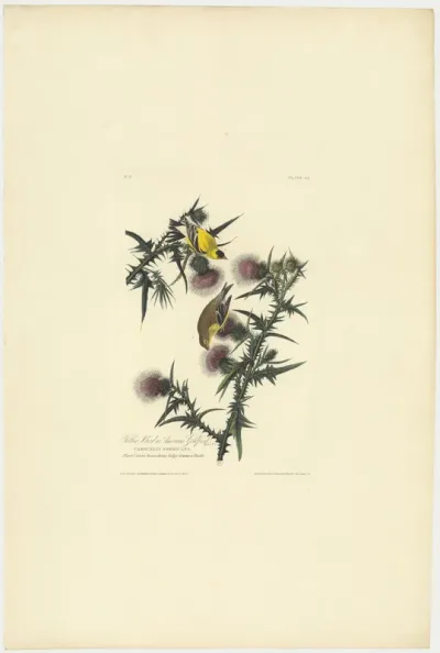 Yellow Bird or American Goldfinch