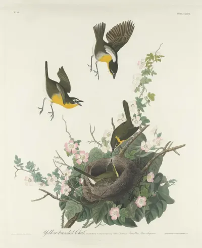 Yellow breasted Chat