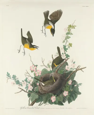 Yellow-breasted Chat