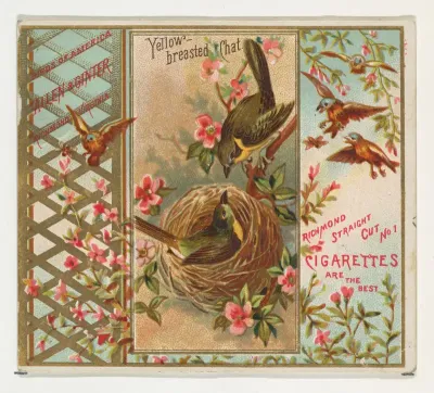 Yellow-breasted Chat, from the Birds of America series (N37) for Allen & Ginter Cigarettes