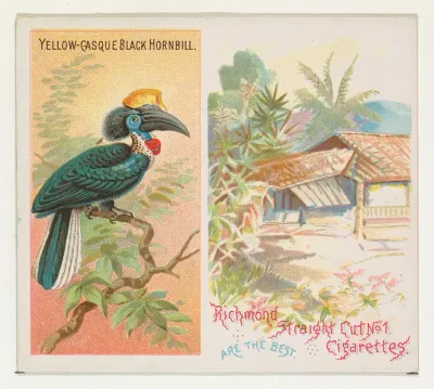 Yellow-Casque Black Hornbill, from Birds of the Tropics series (N38) for Allen & Ginter Cigarettes