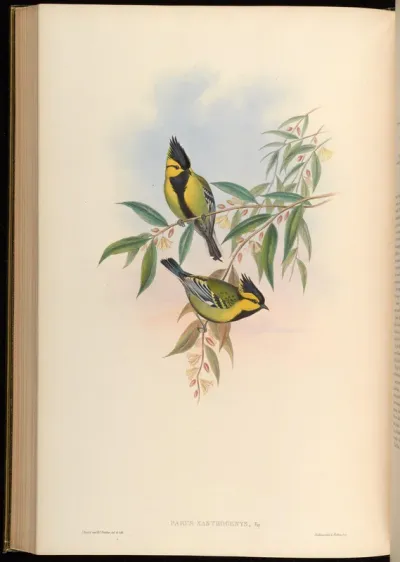Yellow-cheeked Tit