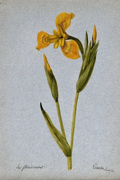 Yellow flag (Iris pseudacorus): flowering stem
