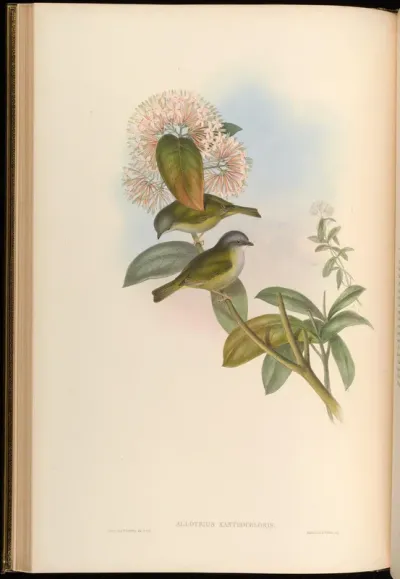 Yellow-green Allotrius