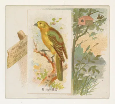 Yellow-head, from the Song Birds of the World series (N42) for Allen & Ginter Cigarettes