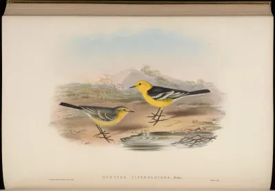 Yellow-headed Wagtail