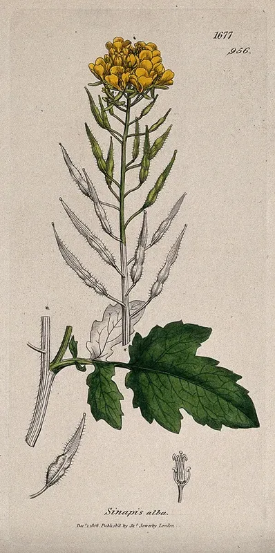 Yellow mustard (Sinapis alba): flowering stem, leaf and floral segments