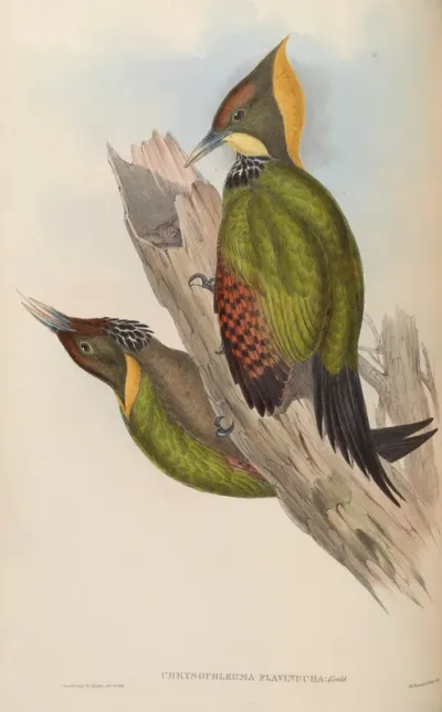Yellow-naped Woodpecker
