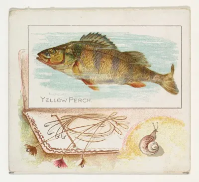 Yellow Perch, from Fish from American Waters series (N39) for Allen & Ginter Cigarettes