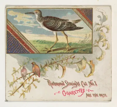 Yellow Shank Tatler, from the Game Birds series (N40) for Allen & Ginter Cigarettes