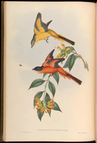Yellow-throated Pericrocotus