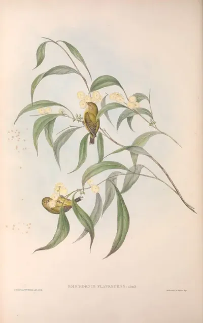 Yellow-tinted Smicrornis