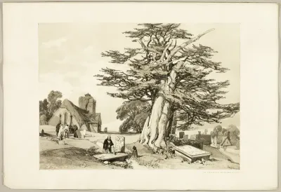 Yew, from The Park and the Forest