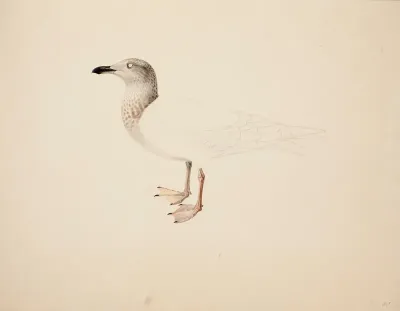 Young European Herring Gull ; unfinished