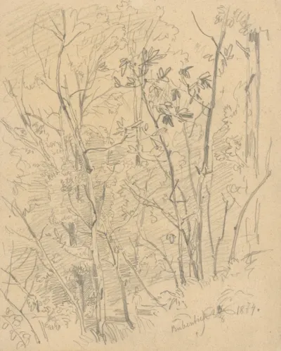 Young Forest