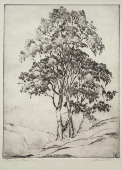 Young Gum Trees