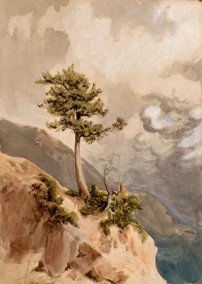 Young juniper tree (Juniperus nigra) on a ridge top in Nepal
