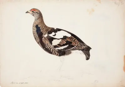 Young Male Black Grouse in a Transitional Plumage
