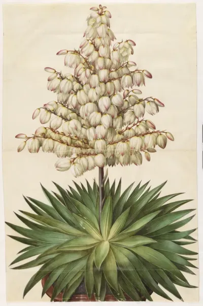 Yucca gloriosa (pragt-palmelilje)