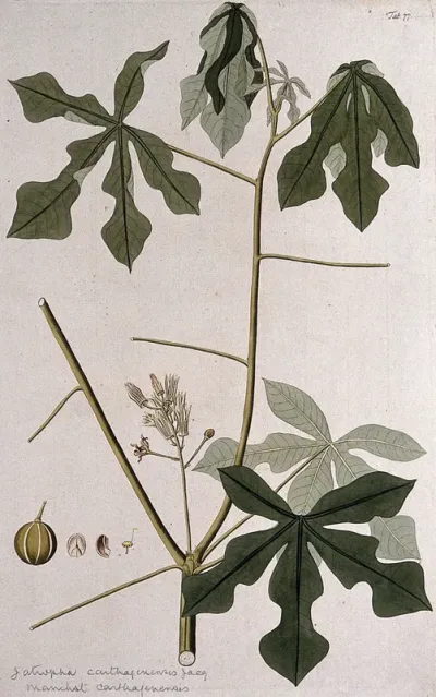 Yuquilla (Manihot carthaginensis (Jacq.) Mill.): flowering and fruiting stem with separate fruit and floral segments