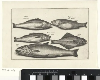 Zalm en vier andere vissen
