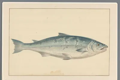 Zalm