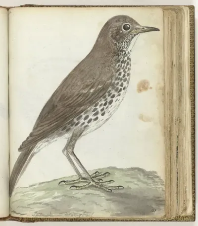 Zanglijster (Turdus philomelos)