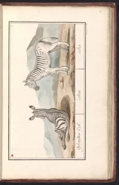 Zebra (Equus quagga)