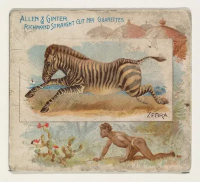 Zebra, from Quadrupeds series (N41) for Allen & Ginter Cigarettes