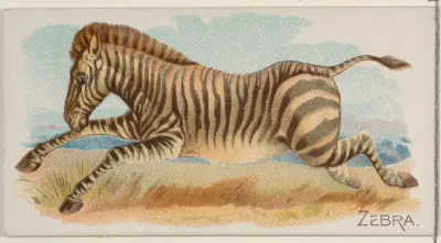 Zebra, from the Quadrupeds series (N21) for Allen & Ginter Cigarettes