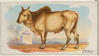 Zebu, from the Quadrupeds series (N21) for Allen & Ginter Cigarettes