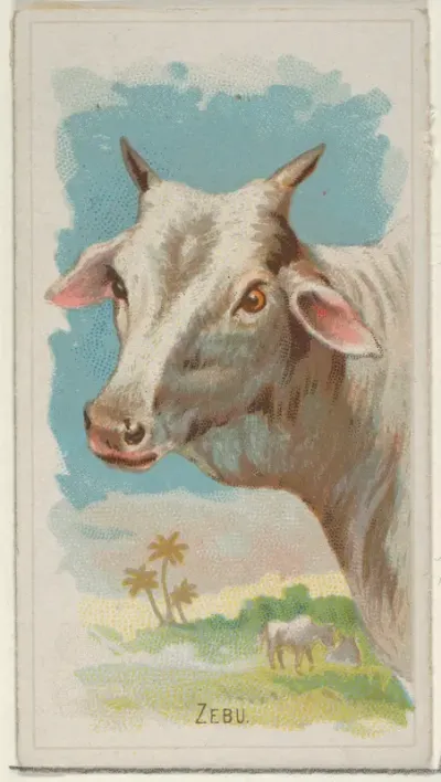 Zebu, from the Wild Animals of the World series (N25) for Allen & Ginter Cigarettes